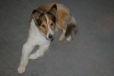 20120712puppyclip.png