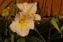 20120726daylilies.png