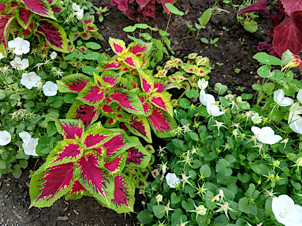 Flowers at Chatfield Farm