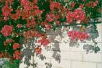 Bougainvillea